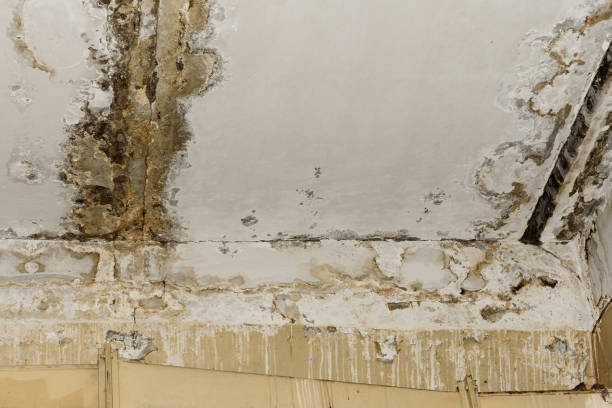 Best Real Estate Mold Inspection  in Muskegon Heights, MI