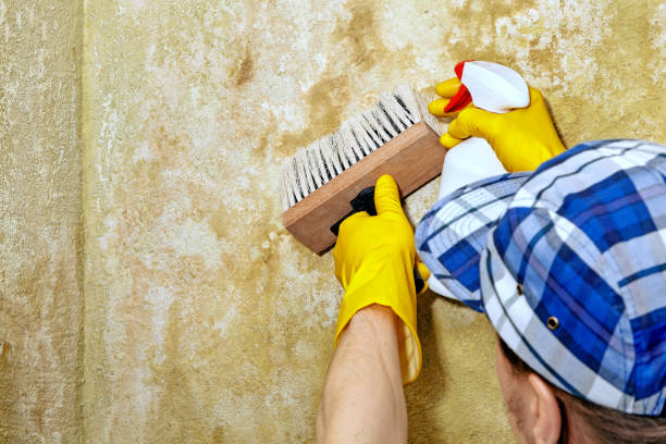 Best Mold Prevention Services  in Muskegon Heights, MI