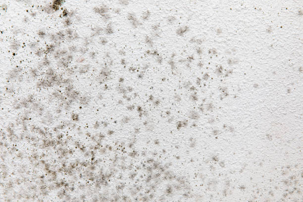 Best Mold Remediation for Vacation Homes  in Muskegon Heights, MI