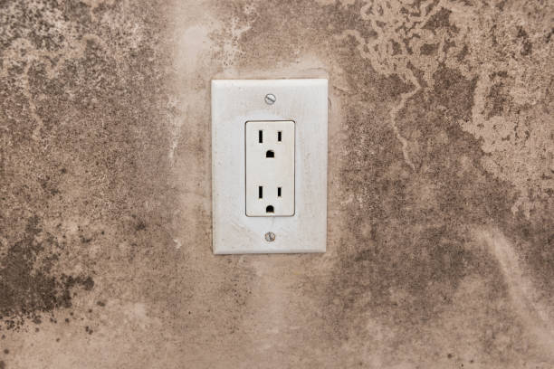 Best Basement Mold Removal  in Muskegon Heights, MI