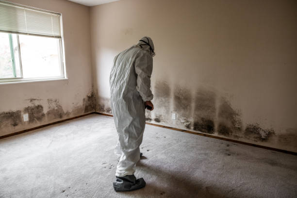 Best Attic Mold Removal  in Muskegon Heights, MI
