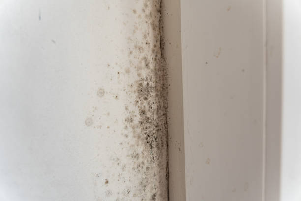  Muskegon Heights, MI Mold Removal Pros
